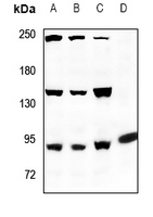 1 - Anti-ANAPC Antibody AP59840