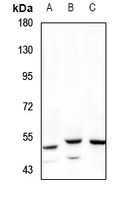 1 - Anti-RHCG Antibody AP59841