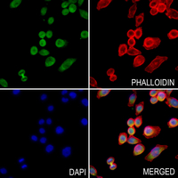 3 - Anti-NUB1 Antibody AP59844