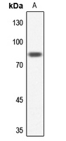 1 - Anti-NUB1 Antibody AP59844