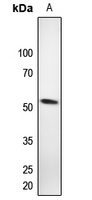1 - Anti-RAP1A Antibody AP59846