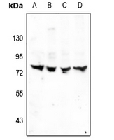 1 - Anti-TRIM68 Antibody AP59848
