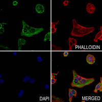3 - Anti-GIMAP4 Antibody AP59849