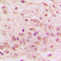 19 - Anti-GIMAP4 Antibody AP59849