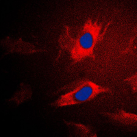 3 - Anti-IARS2 Antibody AP59851