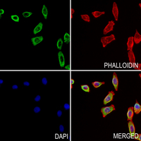 3 - Anti-RNF130 Antibody AP59852