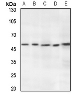 1 - Anti-RNF130 Antibody AP59852