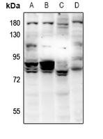 1 - Anti-RAD18 Antibody AP59854