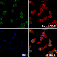 3 - Anti-NDUFA4L2 Antibody AP59855