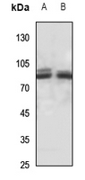 1 - Anti-PAK7 Antibody AP59858
