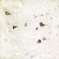 19 - Anti-SENP7 Antibody AP59859