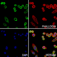 3 - Anti-ZP4 Antibody AP59862
