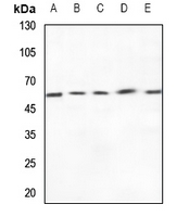 1 - Anti-ZP4 Antibody AP59862