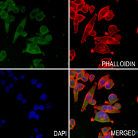 3 - Anti-MYL7 Antibody AP59863