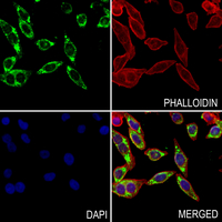 3 - Anti-SENP2 Antibody AP59864