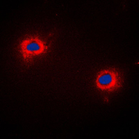 3 - Anti-NIP1 Antibody AP59865