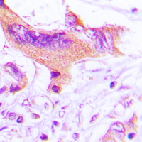 19 - Anti-NIP1 Antibody AP59865
