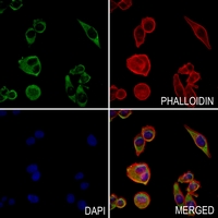 3 - Anti-CD318 Antibody AP59868
