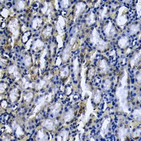 19 - Anti-CD318 Antibody AP59868