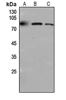 1 - Anti-CD318 Antibody AP59868