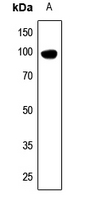 1 - Anti-DDX54 Antibody AP59870