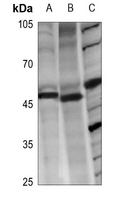 1 - Anti-LASS4 Antibody AP59872