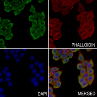 3 - Anti-Rabaptin 5 beta Antibody AP59874