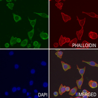 3 - Anti-CSP Antibody AP59876