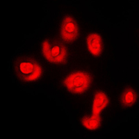3 - Anti-DUSP16 Antibody AP59878
