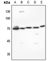 1 - Anti-DUSP16 Antibody AP59878