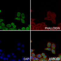 3 - Anti-RAB11FIP4 Antibody AP59882