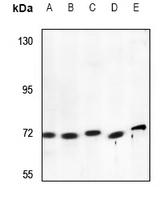 1 - Anti-RAB11FIP4 Antibody AP59882