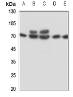 1 - Anti-IL-17RC Antibody AP59884