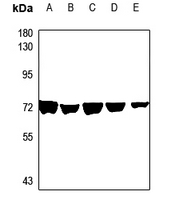 1 - Anti-AGBL4 Antibody AP59885