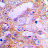 19 - Anti-Caspase 12 Antibody AP59889
