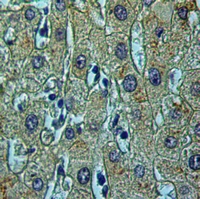 19 - Anti-IQGAP3 Antibody AP59891