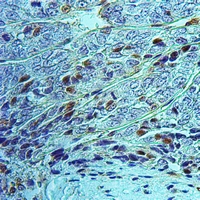 19 - Anti-ZNF280A Antibody AP59893