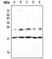 1 - Anti-Neuromedin S Antibody AP59894