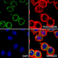 3 - Anti-IL-31RA Antibody AP59896
