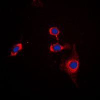 3 - Anti-CD172a Antibody AP59897
