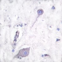 19 - Anti-CD172a Antibody AP59897