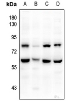 1 - Anti-CD172a Antibody AP59897