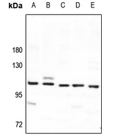 1 - Anti-SYNE3 Antibody AP59899