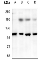 1 - Anti-TRPV3 Antibody AP59900
