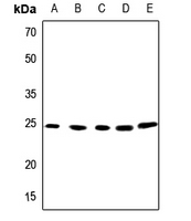 1 - Anti-APOBEC3A Antibody AP59901