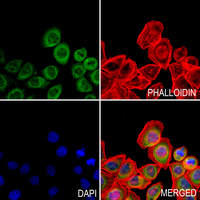 3 - Anti-IL-28A Antibody AP59903