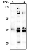 1 - Anti-NHE9 Antibody AP59905
