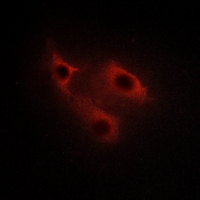 3 - Anti-SERINC2 Antibody AP59908