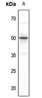 1 - Anti-SERINC2 Antibody AP59908