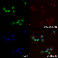 3 - Anti-NANOGP8 Antibody AP59909